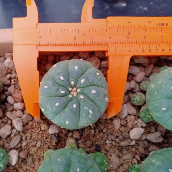 L.W Jourdaniana plant 4 to 4.5cm - Image 2