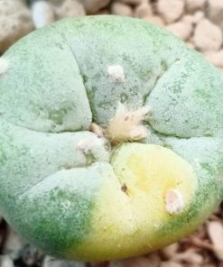 Alternative view of L.Fricii Variegata