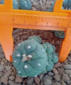 Alternative view of L.W Jourdaniana plant 5 to 5.5cm