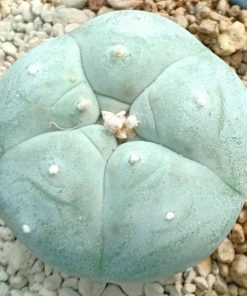Alternative view of L.W Coahuila variety Parras
