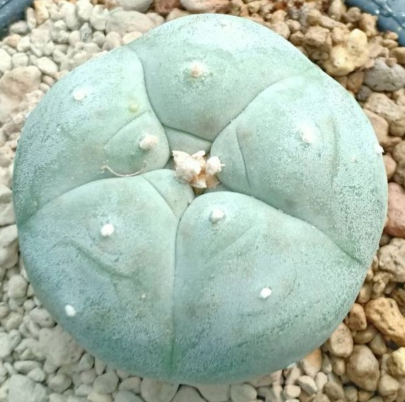 L.W Coahuila variety Parras - Image 2