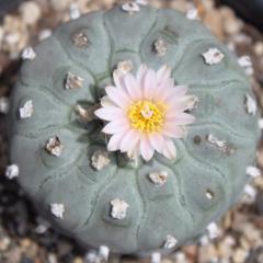 L.W variety Texensis