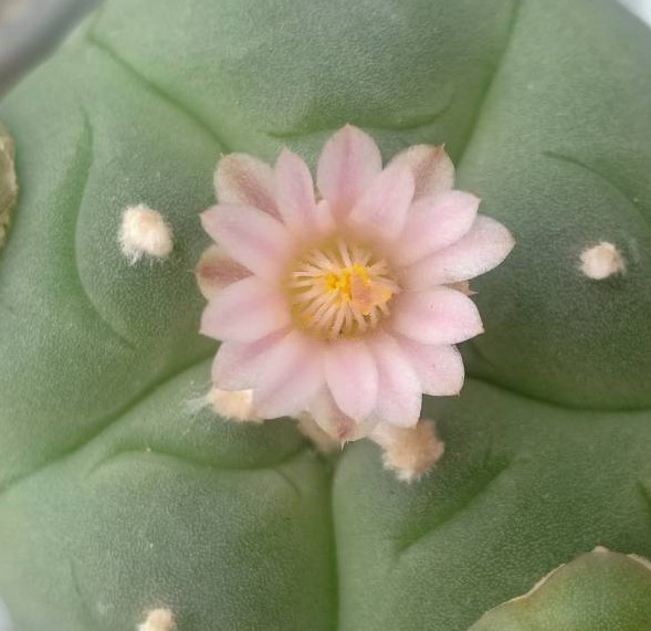 Lophophora Williamsii variety Weisse Bluete - Image 4