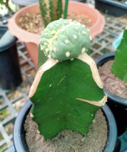 Alternative view of Lophophora vairety mini Fricii Cristata Grafted on Hylocereus
