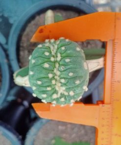 Lophophora vairety mini Fricii Cristata Grafted on Hylocereus