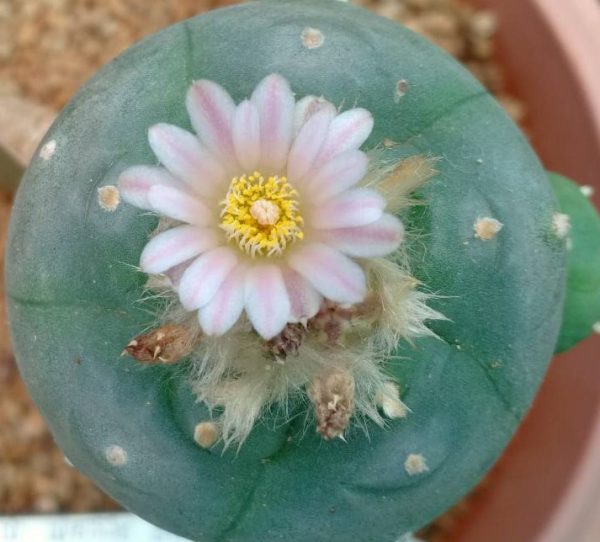Lophophora Williamsii variety Weisse Bluete