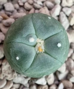 Lophophora Alberto-Vojtechii San Luis Potosi 2 to 2.5cm