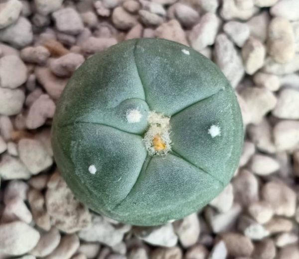 Lophophora Alberto-Vojtechii San Luis Potosi 2 to 2.5cm