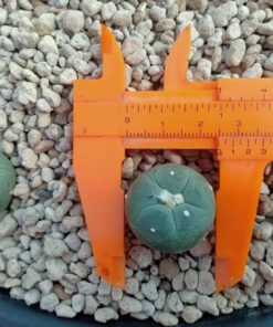Alternative view of Lophophora Alberto-Vojtechii San Luis Potosi 2 to 2.5cm