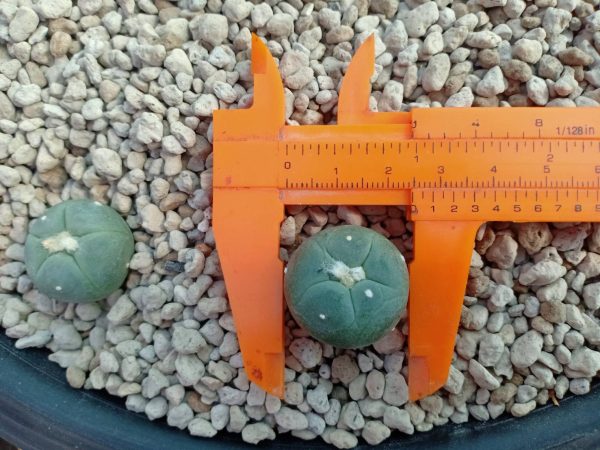 Lophophora Alberto-Vojtechii San Luis Potosi 2 to 2.5cm - Image 2