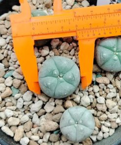 Alternative view of Lophophora Williamsii variety Menchaca 2.5 to 3cm diameter