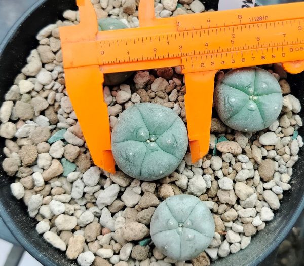 Lophophora Williamsii variety Menchaca 2.5 to 3cm diameter - Image 2