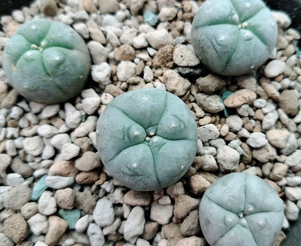 Lophophora Williamsii variety Menchaca 2.5 to 3cm diameter - Image 3