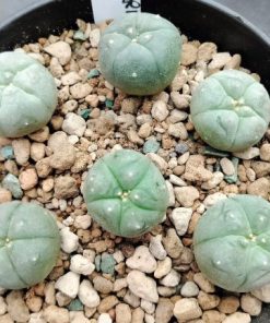 Alternative view of L.W variety El Carmen Nuevo Leon Cactus 2.5 to 3cm diameter