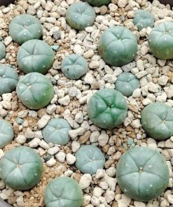 Alternative view of Lophophora Williamsii KKR 382 Ejido La Soledad to La Trinidad, Nuevo Leon cactus 2.5 to 3 cm diameter