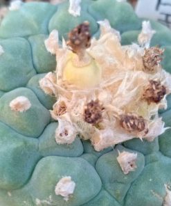Alternative view of Lophophora Koehresii