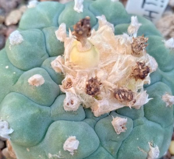 Lophophora Koehresii - Image 2