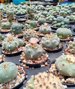 Alternative view of Lophophora Williamsii unknown mix seeds varieties