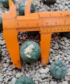 Alternative view of L.koehresii variety Morita S.L.P 2 to 2.5 cm diameter