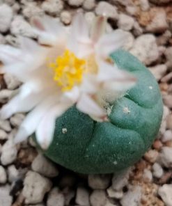 L.koehresii variety Morita S.L.P 2 to 2.5 cm diameter