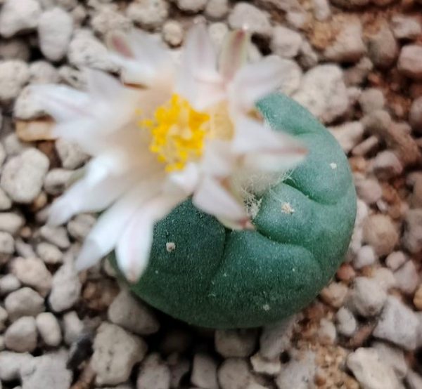 L.koehresii variety Morita S.L.P 2 to 2.5 cm diameter
