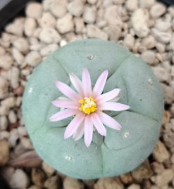 Alternative view of Lophophora Fricii variety Coahuila El Amparo