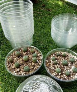 Alternative view of Plastic container special cactus germination 3 3/4″ (9.5cm) diameter