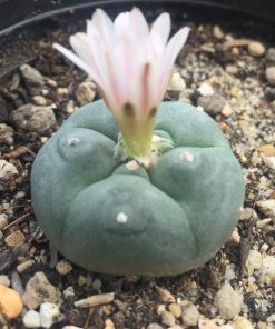 Alternative view of L.W cactus plant 4cm diameter