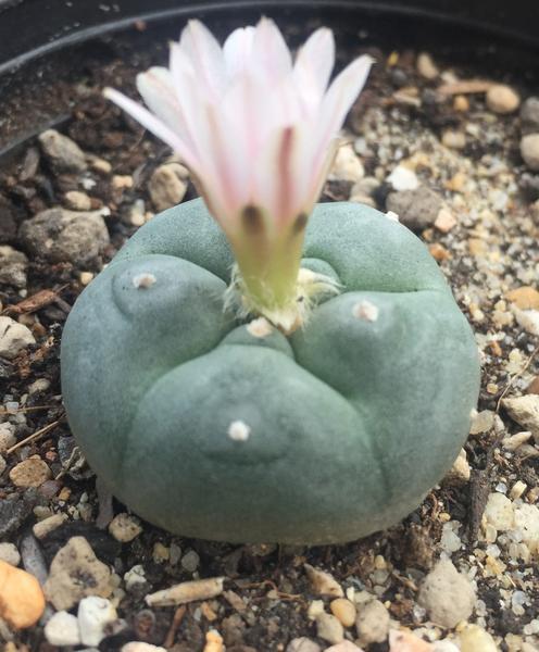L.W cactus plant 4cm diameter - Image 2