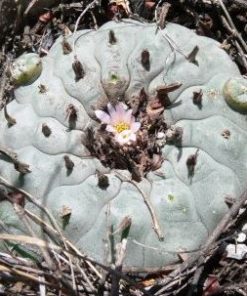Alternative view of L.W Coahuila variety Sierra Santa Rosa melchor Múzquiz