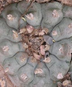 L.W variety San Tiburcio