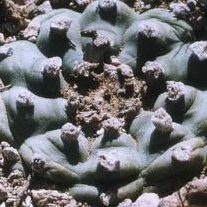 L.W Mazapil Zacatecas