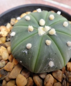 Alternative view of Astrophytum Asterias Nudum 4.5 to 5cm diameter cactus