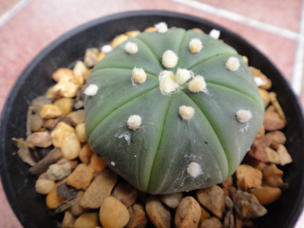 Astrophytum Asterias Nudum 4.5 to 5cm diameter cactus - Image 3
