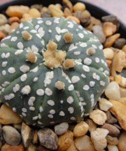 Alternative view of astrophytum asterias “super kabuto”- 4cm diameter