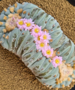 L.Fricii Cristata