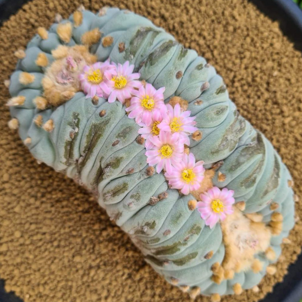 L.Fricii Cristata