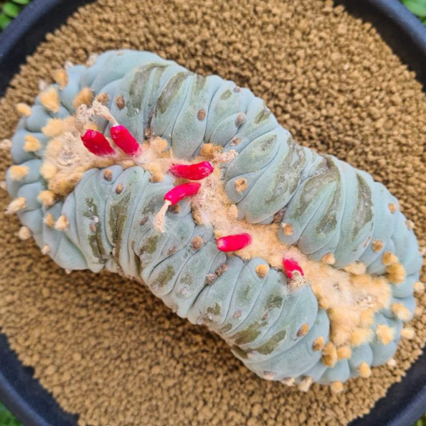 L.Fricii Cristata - Image 2