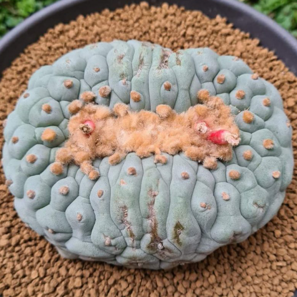 L.Fricii Cristata - Image 3