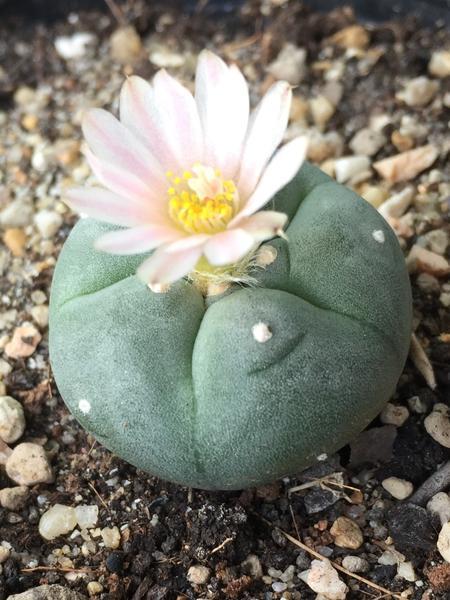 L.W cactus plant 4cm diameter - Image 3