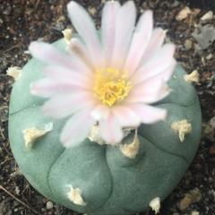 Alternative view of Lophophora Williamsii variety Coahuila Cuatrocienegas