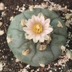 Lophophora Williamsii variety Coahuila Cuatrocienegas