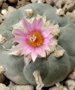 Alternative view of L.W variety Decipiens