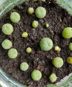 Germination Kit #1