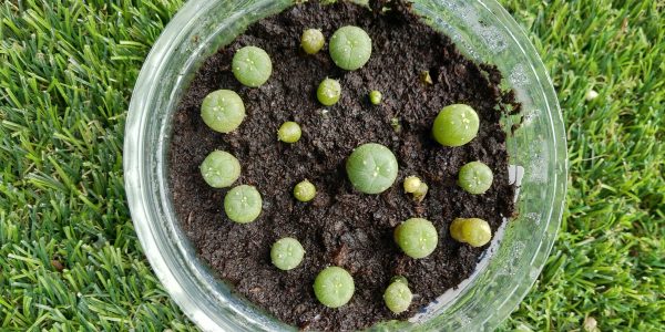 Germination Kit #1