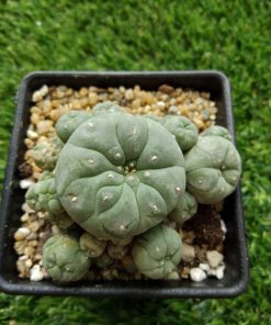 Alternative view of L.W variety Caespitosa 4 to 4.5cm