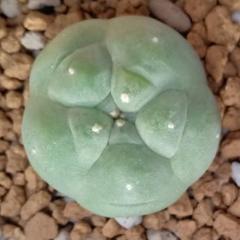 Alternative view of L.W variety Huizache 2.5cm diameter