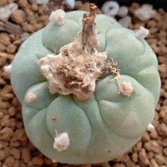 L.W variety Decipiens 2.5 to 3 cm diameter - Image 4