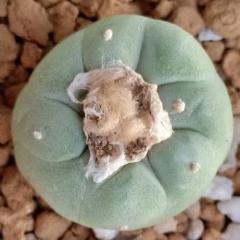 L.W variety Decipiens 2.5 to 3 cm diameter - Image 2