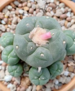 Alternative view of Lophophora Williamsii variety La Perdida Caespitosa